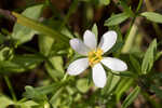 Coastal rose gentian